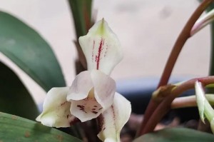 兔耳朵开花（揭开兔耳朵开花的神秘面纱，探索其可能的影响）