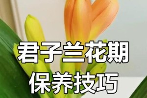 君子兰花期的成熟判断与护理（如何准确判断君子兰花期的成熟程度，并进行相应的护理？）