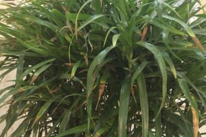 竹子叶往下搭了的奇特现象（探秘竹子叶向下弯曲的原因与意义）