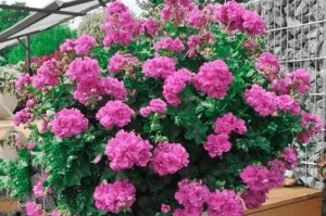 红花盆栽（从种植到养护，让红花在家中绽放绚烂的色彩）