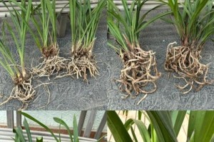 株兰花养护指南（培养株兰花的关键技巧）