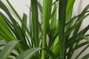 探索兰草叶尖发黑的治疗方法（有效应对兰草叶尖变黑的关键措施）