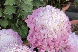 菊花的养护指南（学习如何正确地养护菊花，让它们焕发绚丽的花朵）