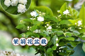移栽茉莉花的养护技巧（打造芬芳花园的关键）