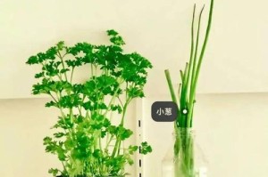 香菜可以水养吗？（探秘香菜水养的优势和技巧）