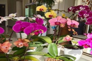 如何成功养护蝴蝶花（养护技巧、关键要素与常见问题）