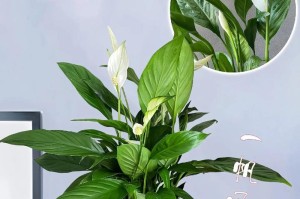 探究白掌花越开越小的原因及解决方法（揭秘白掌花花朵逐渐缩小的奥秘，有效保护植物生长的关键所在）