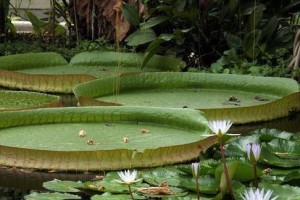 探秘水浮莲的形态、生态和应用（探秘水浮莲的形态、生态和应用）