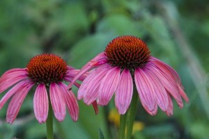 松果菊花期全攻略（探秘松果菊的开花季节、花色和花语）