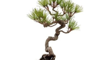 盆景迎客松的栽种与养护技巧（美化家居环境，给客人带来好运的秘密武器）