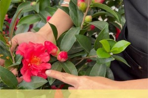 冬天如何正确浇水茶花（保证茶花健康的浇水技巧）