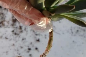 仙人掌蚧壳虫病的防治方法（掌握关键诊断和治疗策略，拯救你的仙人掌）