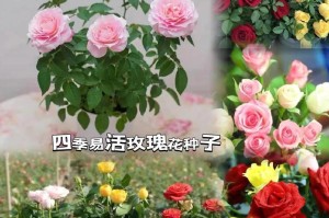 八月种喇叭花种子的处理技巧（如何成功种植八月喇叭花种子）