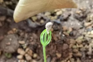 花生种植的最佳时间（根据季节选择种植时间，让花生收获更加丰硕）