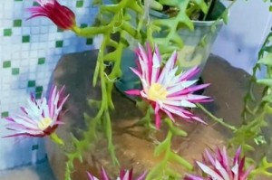 令箭花移植（为您分享令箭花移植的关键步骤和注意事项）
