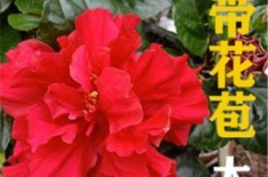 木槿开花周期及养护技巧（掌握“木槿开花规律”，花儿绚烂多姿）