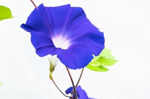 探秘和牵牛花很像的花（揭开神秘面纱，了解这个花的种类和特征）