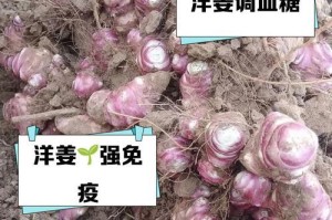 探究鬼子姜的特殊之处（一种珍稀的草本植物与其药用功效）