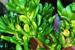 以财棍多肉的养护技巧（打造多肉王国，掌握养护要点）