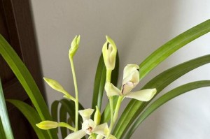 夏季春兰的养护技巧（打造美丽花坛的秘诀）