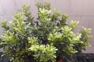米兰叶子发蔫的原因及补救方法（掌握这些养护技巧，让你的米兰叶子健康生长）