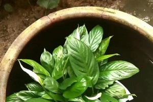 芦荟水养大全——打造绿色生活的小秘诀（揭秘芦荟水养的专业技巧，让你的芦荟焕发新生机）