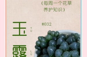 玉露叶子烂了怎么治？（掌握正确方法，挽救受损玉露叶子）