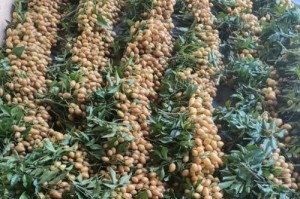龙眼采摘与收获季节详解（探秘龙眼采摘的最佳时间和技巧，让你顺利收获丰硕果实）