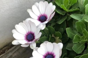 以蓝目菊怎么养（探秘蓝目菊的养护技巧，让你的花园更加绚丽多彩）