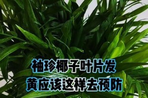 袖珍椰子叶子卷曲的原因与解决方法（解析植物叶子卷曲问题，帮你保持植物健康生长）