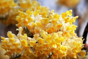 以结香花泡水喝的益处与方法（结香花泡水喝，提神醒脑、养颜美容不二选择）