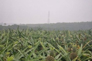 如何正确种植和管理凤梨？（从选种到收获，你需要知道的所有技巧和知识点）