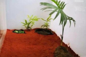 以地里土怎么种花（土壤调理的关键）