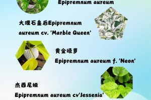 绿萝分栽全攻略（手把手教你如何繁殖绿萝）