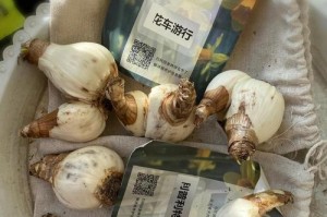 洋水仙叶片的生长与发育（揭秘洋水仙为何更注重叶片的生长）