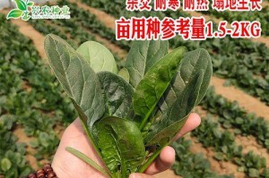 菠菜种子发芽的时间和方法（快速生长的关键在于良好的条件）