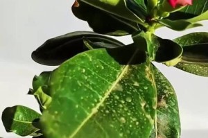 沙漠玫瑰的冬季保养秘籍（让你的沙漠玫瑰温暖过冬）