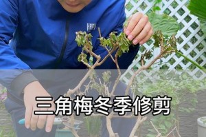 三角梅为什么会干枯？如何正确浇水？（解决三角梅干枯问题的关键在于合理浇水量）