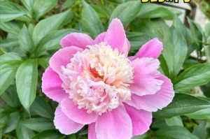 《观赏型芍药的魅力与区分》（探秘观赏型芍药的多样主题及关键特征）