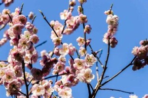 梅花的开花周期（探究梅花一年开几次花）