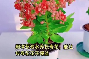葱兰花开后的护理与利用（精心照料葱兰花，延长其生命周期与利用价值）