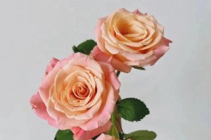 玫瑰花期的养护管理（如何让玫瑰花期更加鲜艳持久）