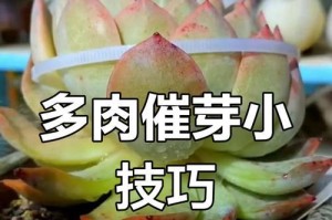 多肉叶瓣发芽后的护理与管理（让你的多肉植物更加茁壮成长）