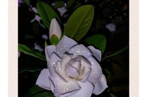栀子花换盆后叶子枯萎怎么办（救救我的栀子花！换盆后叶子出现问题怎么解决？）