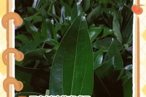 平安树可以用茶水浇吗？（了解平安树的养护方法）