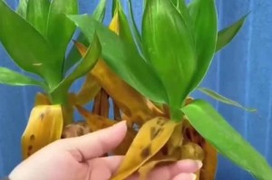 花叶发黄了，如何挽救？