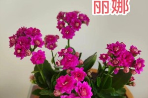 如何区别不同品种的长寿花？（从外观特征到生长习性，轻松辨认长寿花品种）