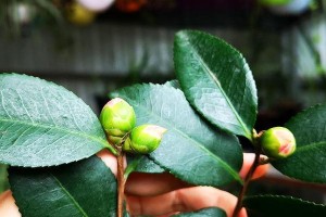 茶花的换土换盆技巧（让茶花焕发新的生机）