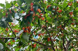 福建种樱桃是可行的吗？（探讨福建地区种植樱桃的可行性及注意事项）