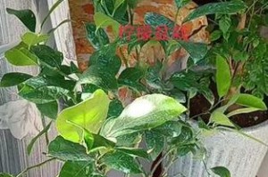 冬季如何养护柠檬树盆栽